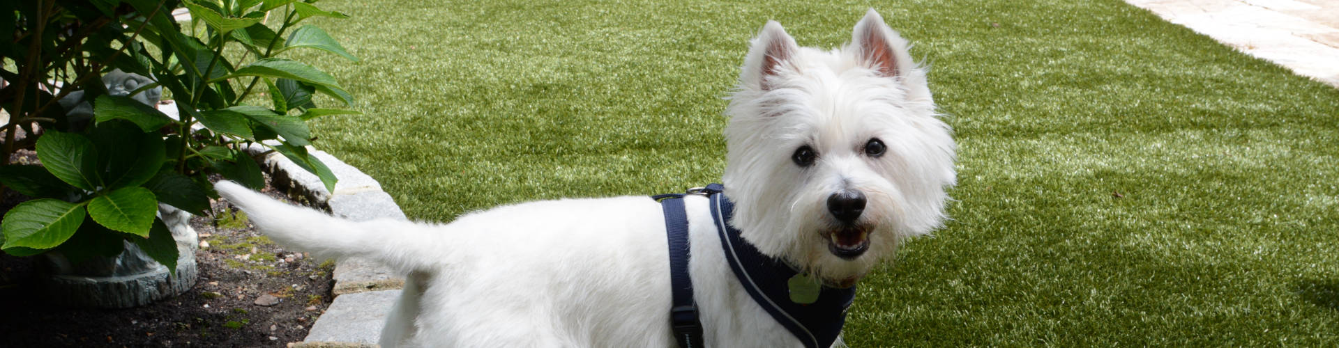 Los Angeles and Southern California Pet Turf Maintenance