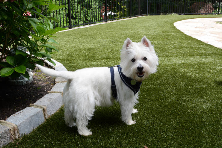 Los Angeles and Southern California Pet Turf Maintenance