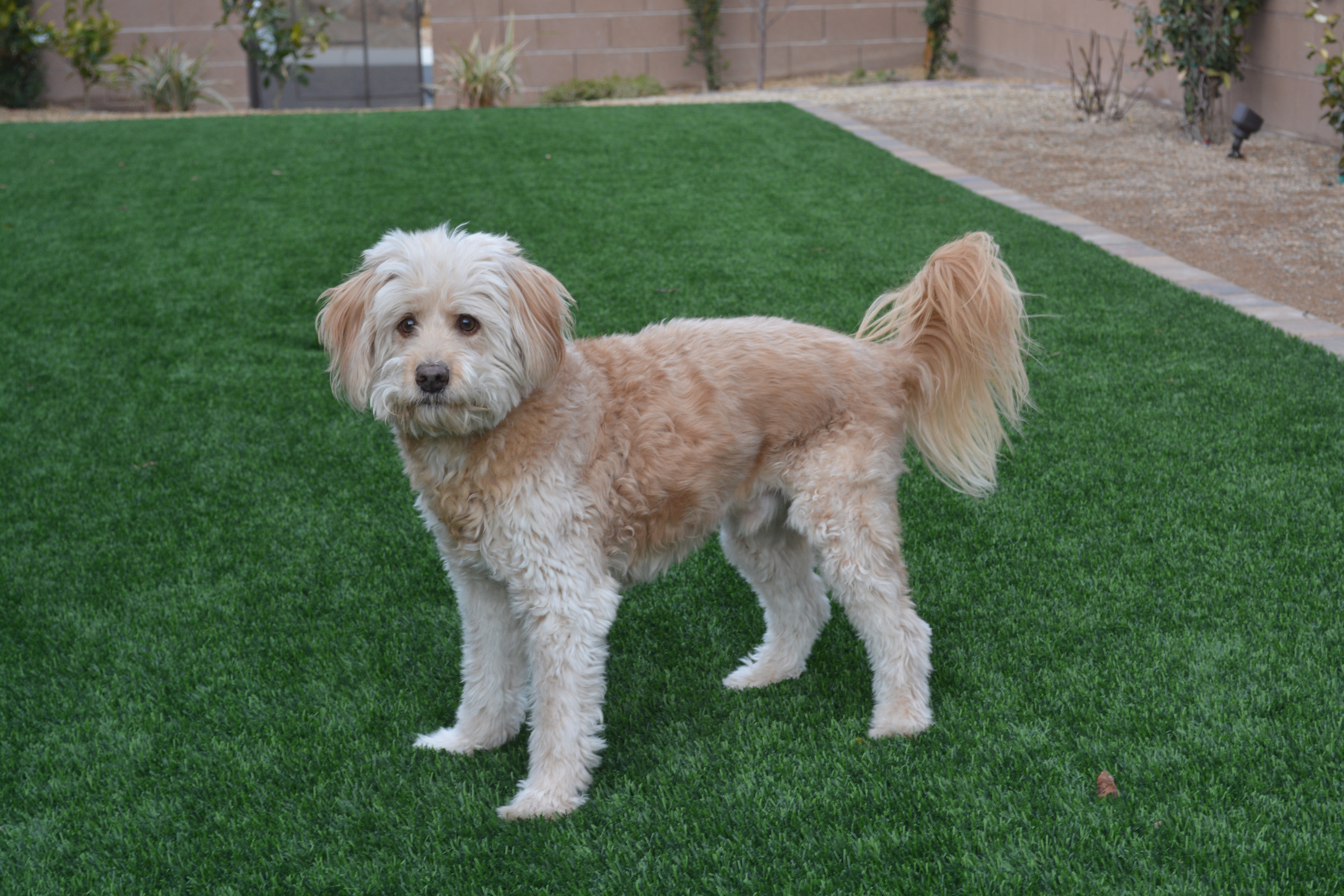 Los Angeles and Southern California artificial grass landscaping