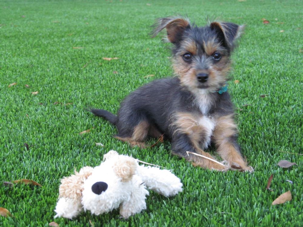 Small puppy sitting on pet turf with a plush toy, highlighting a durable, pet-friendly artificial grass surface for outdoor play
