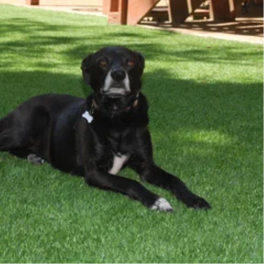 Black dog resting on a pet-friendly Los Angeles and Southern California artificial turf backyard lawn