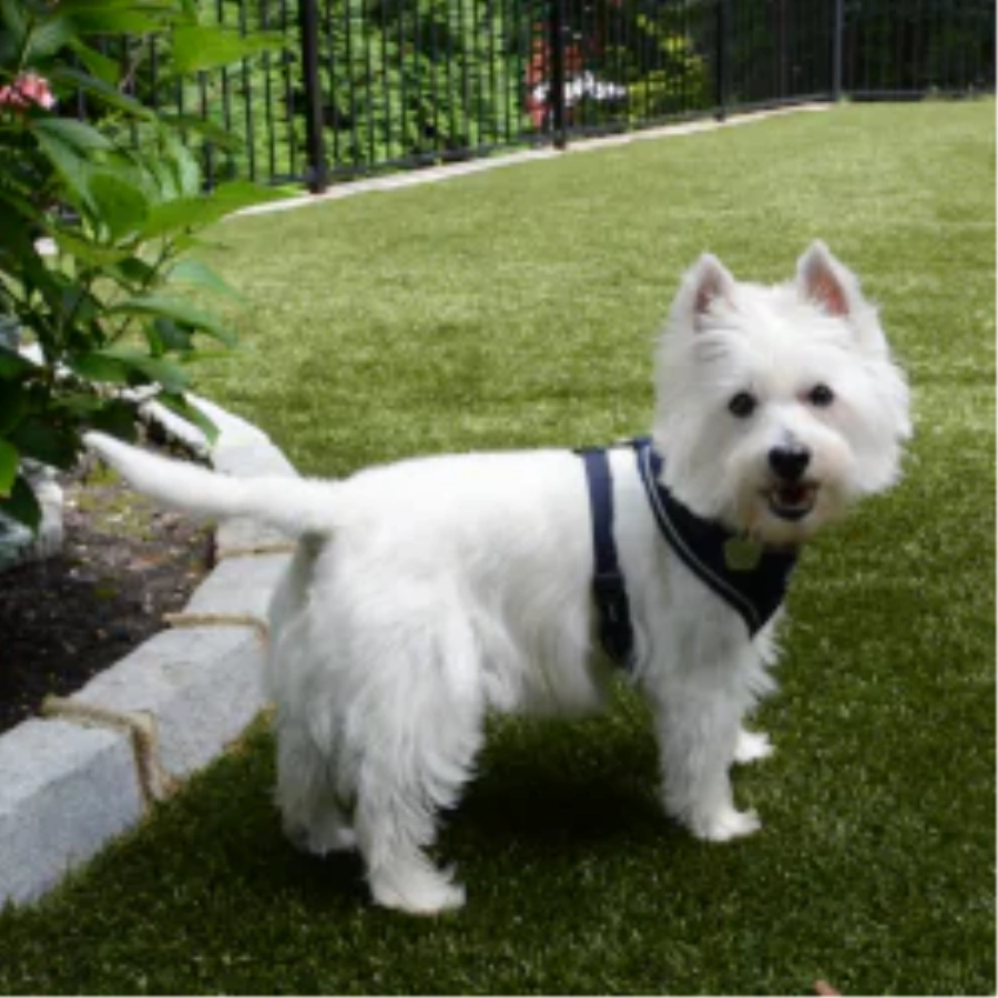 Pet Turf for Apartment Complexes and Dog Parks in Los Angeles and Southern California