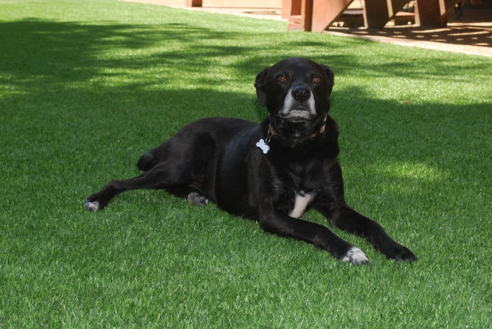 Black dog resting on a pet-friendly Los Angeles and Southern California artificial turf backyard lawn
