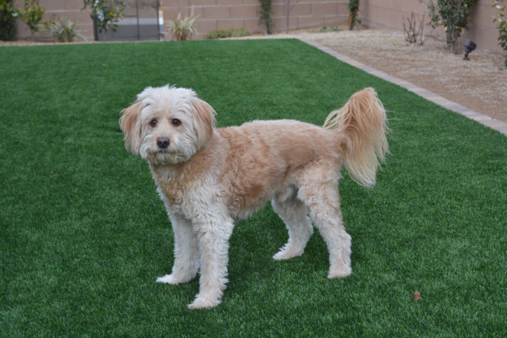 Los Angeles and Southern California artificial grass landscaping